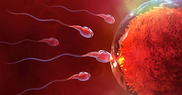Male factor in fertility: Unveiling the importance of healthy sperm